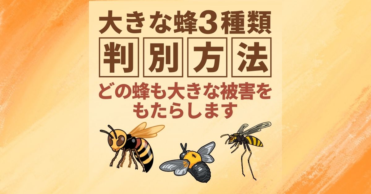 "大きな蜂3種類　判別方法 どの蜂も大きな被害をもたらします"