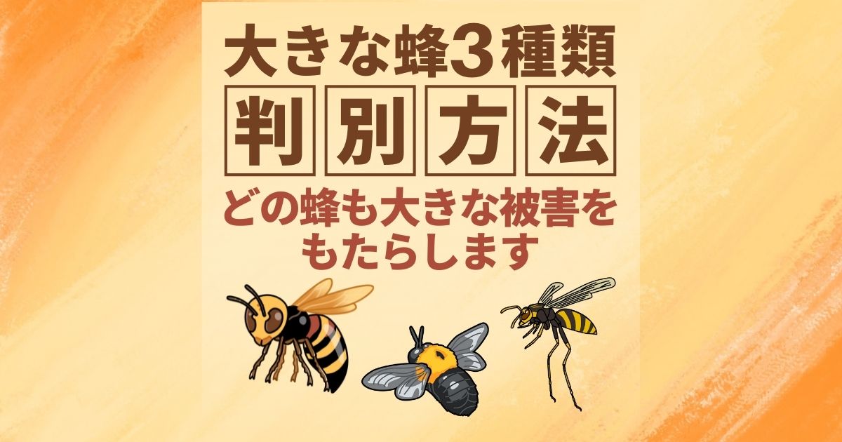 大きな蜂を見かけたら！種類を特定するための見た目の違いについて