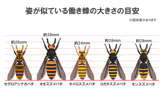 セグロアシナガ｜オオスズメ｜キイロスズメ｜コガタスズメ｜モンスズメ