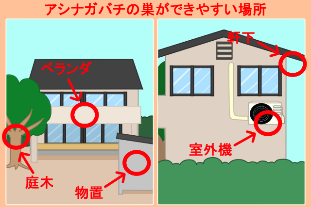 アシナガバチの巣ができやすい場所