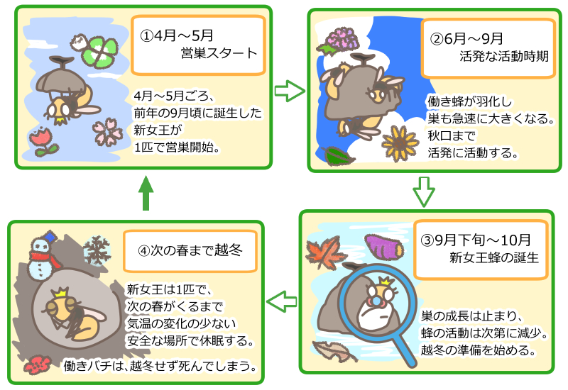 ハチのライフサイクル