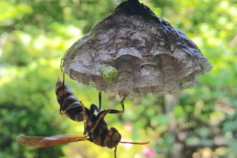 アシナガバチの巣はお椀型