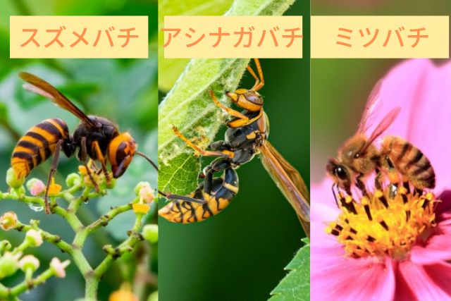 ハチ3種類