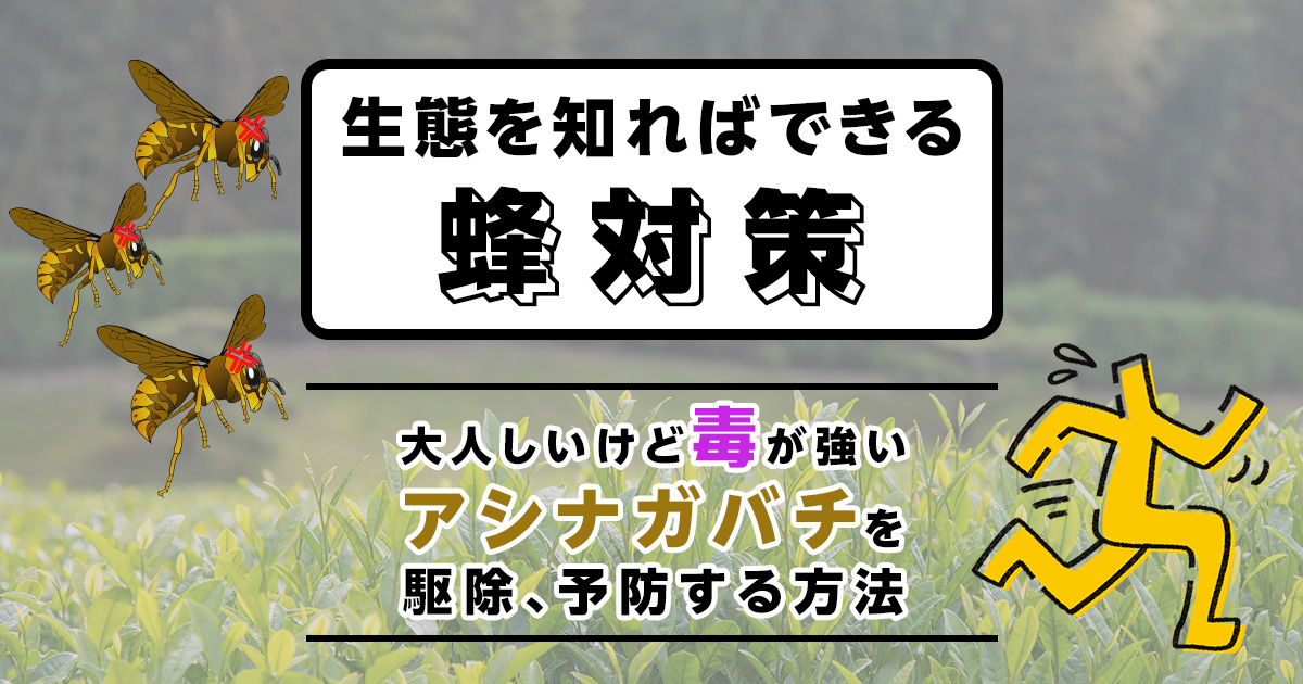 アシナガバチは生態を知れば怖くない！被害に遭う前に刺されず駆除・予防する方法