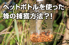 スズメバチにも効果抜群!ペットボトルトラップでの捕獲方法と注意点