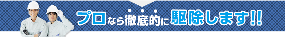 プロなら徹底的に駆除します!!