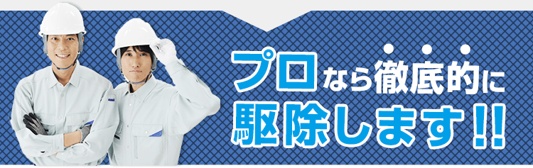 プロなら徹底的に鳩を駆除します。