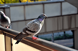 賃貸物件の鳩被害と対策のイメージ