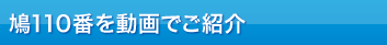 鳩110番を動画でご紹介