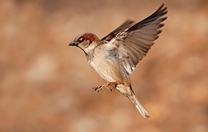 種子を食べる害鳥スズメのイメージ