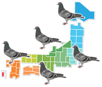 鳩の発生場所や生息地域のイメージ