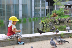 鳩人間社会への適応のイメージ