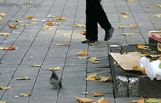 好き嫌いが多い？鳩が好みとする食べ物。のイメージ