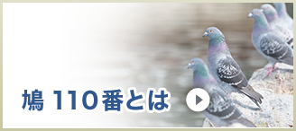 鳩110番とは