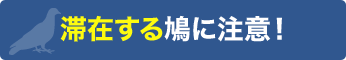 滞在する鳩に注意！