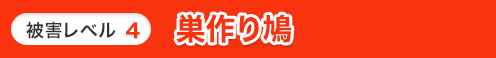 レベル4 巣作り鳩