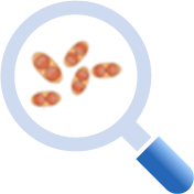 トキソプラズマ