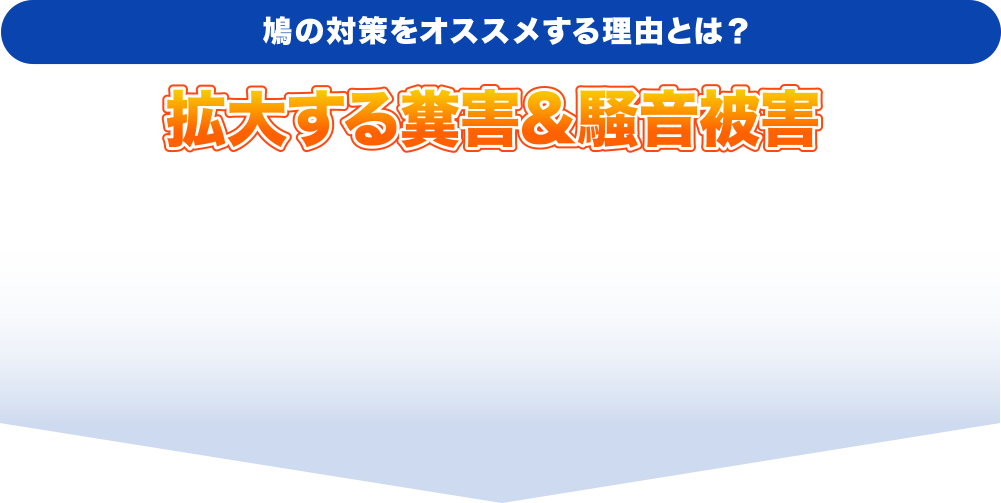 鳩の対策をオススメする理由とは?