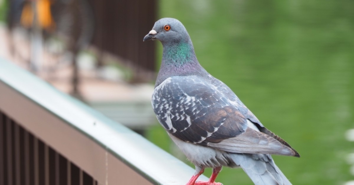 ベランダの鳩撃退│漂白剤をはじめとしたさまざまな対策法をご紹介！