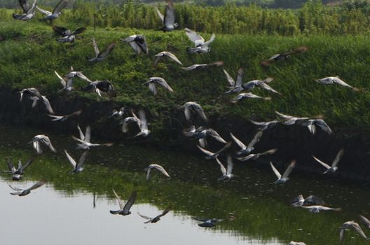 鳥よけ磁石などのグッズには効果が続かないものもある