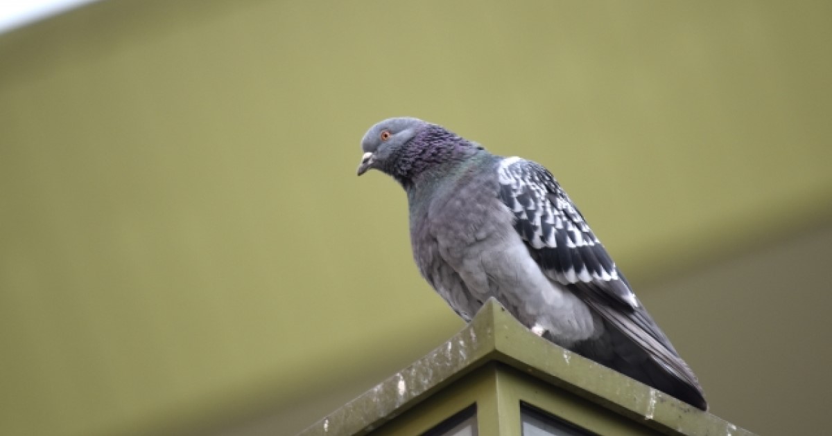 ベランダの鳩被害対策に使える4つの道具！害鳥の嫌がる環境の作り方