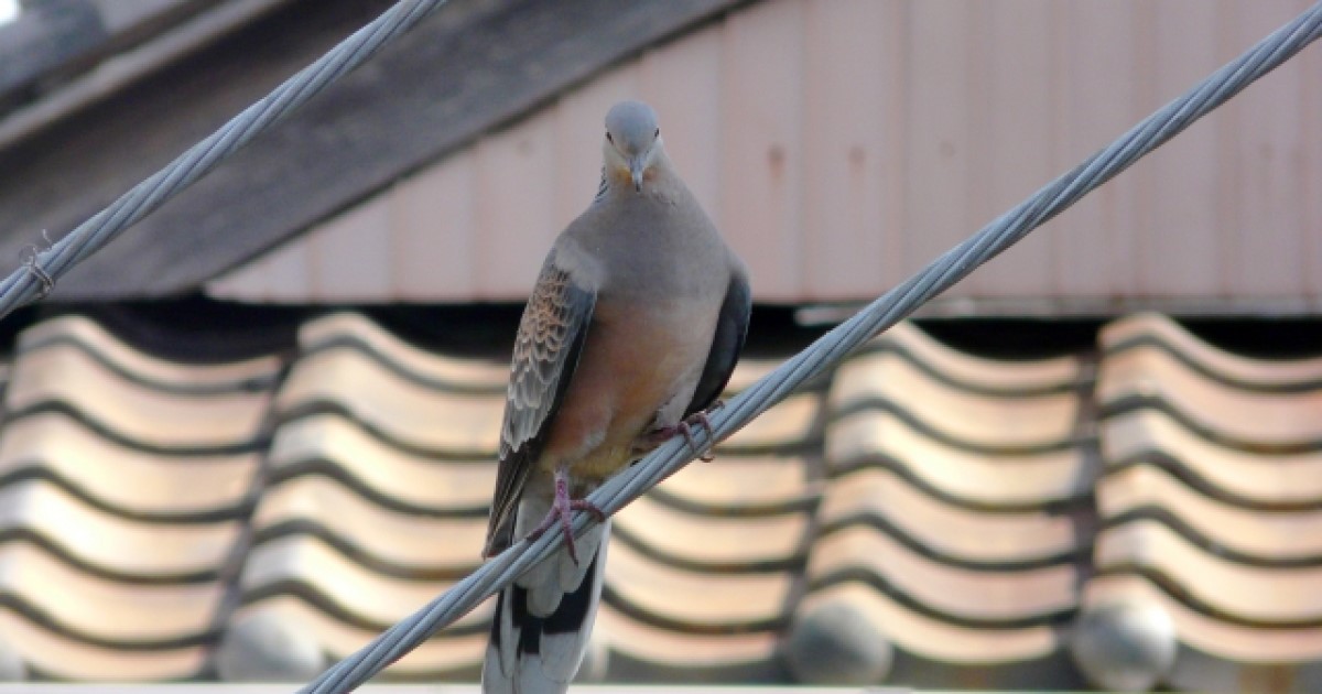 鳩撃退や対策の方法をご紹介！アプリや忌避剤などを使って対策しよう