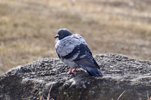 被害レベル1：休憩鳩