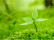 草むしりの時期