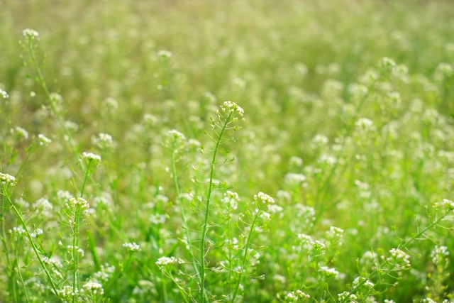 春にはどんな雑草が生えてくるの？