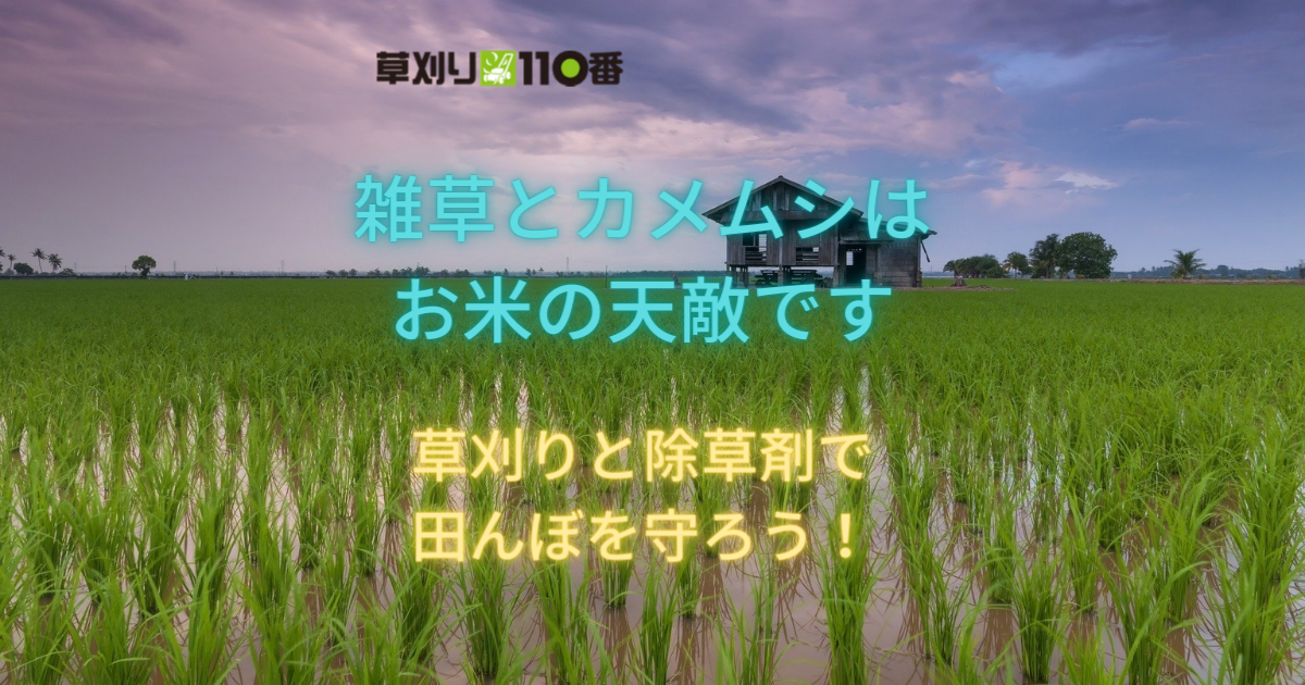 田んぼの草刈り作業が必要な2つの理由｜雑草とカメムシを排除しお米を上手に育てよう