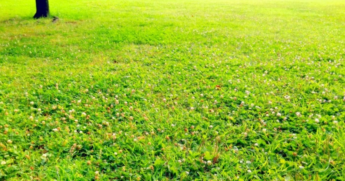 西洋芝の手入れは月ごとに違いがある！植えかたや育てかたもご紹介