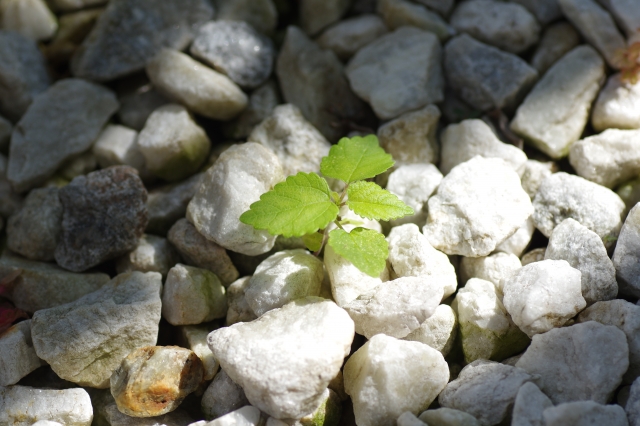 砂利が地面に埋まって隙間から雑草が生えてくる