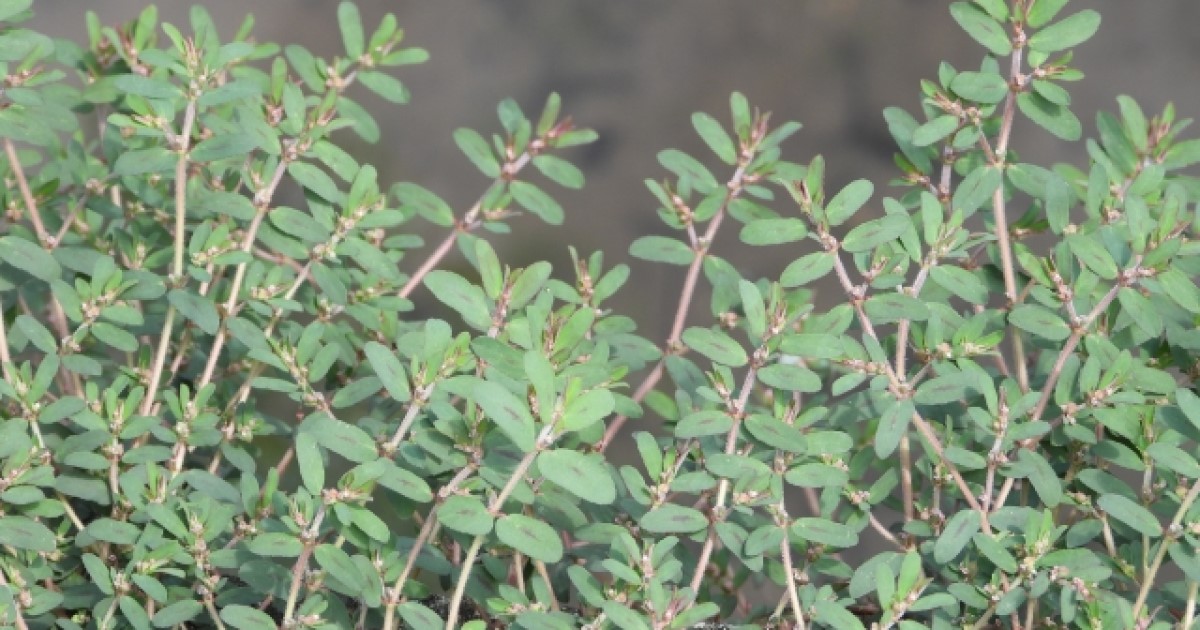 コニシキソウ駆除は除草剤が有効！正しく使って効果アップ｜予防法も