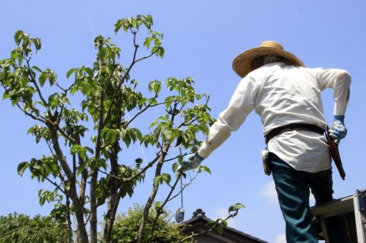 草刈りを高刈りにすると今後の手間もカメムシも減る！その理由と方法