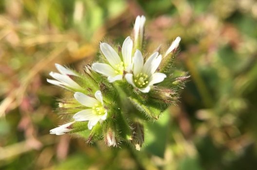 白い花の雑草 3種【秋～冬編】