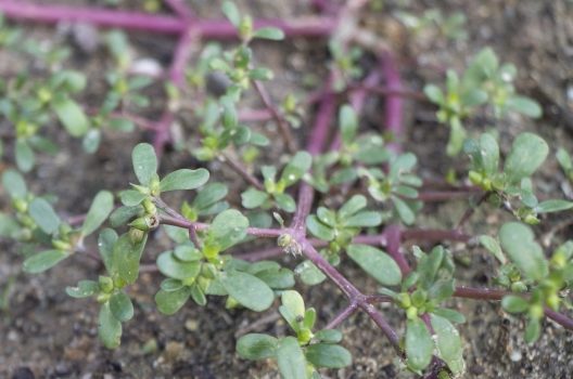 ただの雑草じゃない？スベリヒユ豆知識