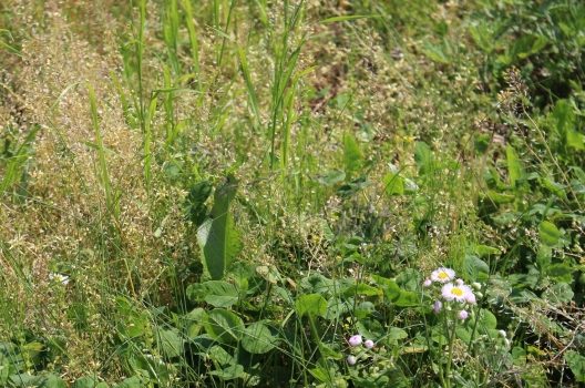 この植物は雑草？野草？ 知っておきたい雑草の定義と判断のポイント