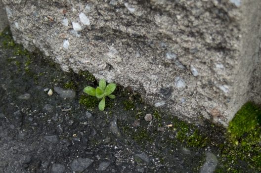 手作業で除草