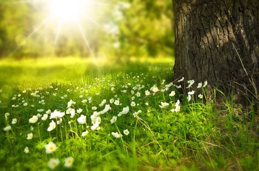 【お墓の草むしり】準備～処分の流れと注意点！