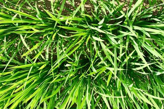 芝生の雑草を除草剤で駆除！雑草の種類と日ごろのお手入れ方法や対策