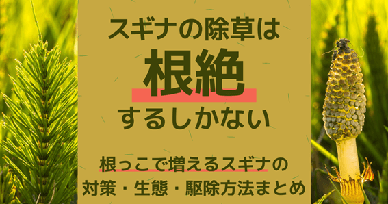 スギナの除草は根絶するしかない。根っこで増えるスギナの対策まとめ