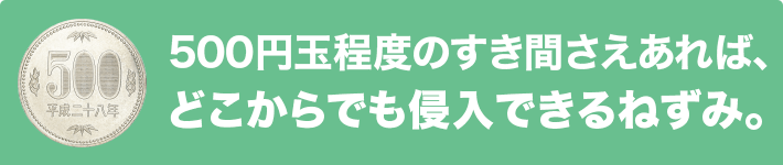 500円玉程度のすき間さえあれば、どこからでも侵入できるねずみ。