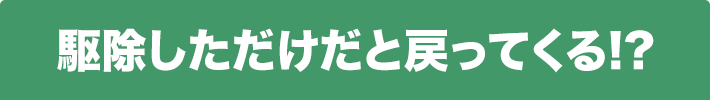 ねずみを自分で駆除するのは難しい!?