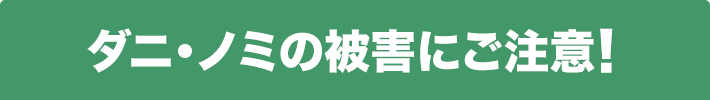 ねずみを自分で駆除するのは難しい!?