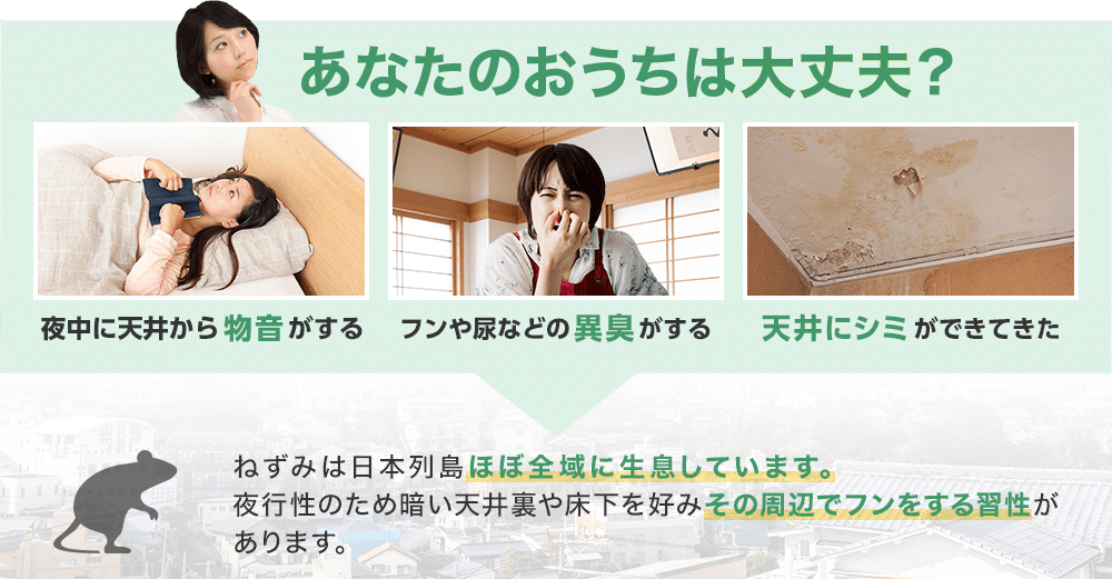 あなたのおうちは大丈夫? ねずみは日本列島ほぼ全域に生息しています。夜行性のため暗い天井裏や床下を好みその周辺でフンをする習性があります。