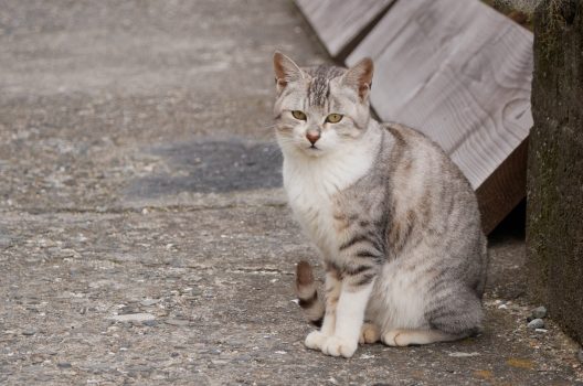 愛猫がネズミを食べないようにするためには？