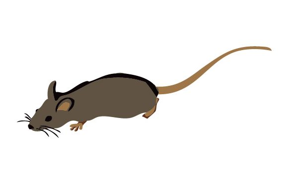 ネズミの足跡は侵入経路を知るチャンス！気持ち悪いネズミの侵入対策