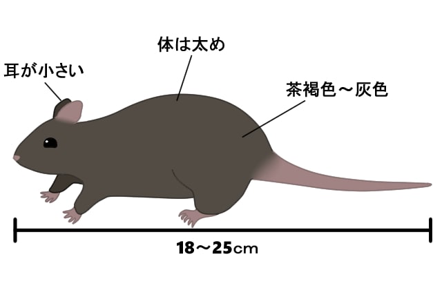 ドブネズミ