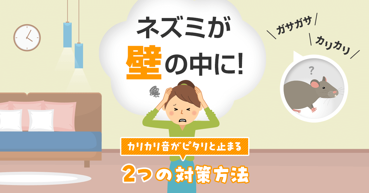 ネズミが壁の中に！カリカリ音がピタリと止まる　２つの対策方法