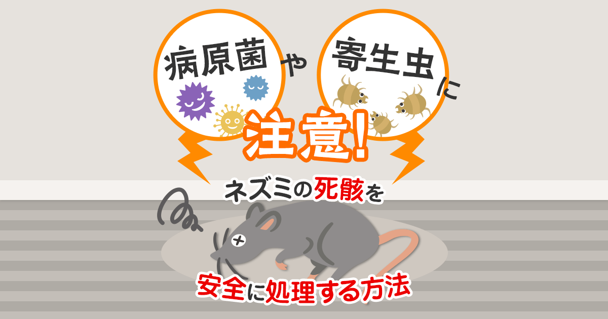 病原菌や寄生虫に注意！ネズミの死骸を安全に処理する方法
